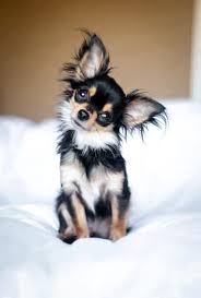 55 Long Coat Chihuahua Puppies For Sale L2sanpiero