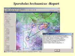 Image result for Sporobolus bechuanicus