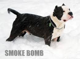 Xl pitbull puppies for sale in illinois. Blueline Pitbull Puppies For Sale American Bully Style For Sale In Springfield Virginia Classified Americanlisted Com