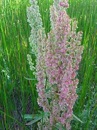 Image result for Rumex