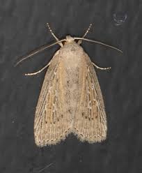 Image result for Chilodes maritima