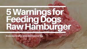 5 Warnings For Feeding Dogs Raw Hamburger Meat