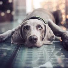 These Short Haired Dogs Make For Low Maintenance Pets Short Haired Dogs Weimaraner Puppies Large Dog Breeds