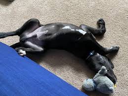 Meet Bruce Dane (Bruce Wayne) our 4 month old puppy. : r/greatdanes