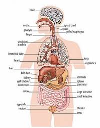 Image result for internal organs