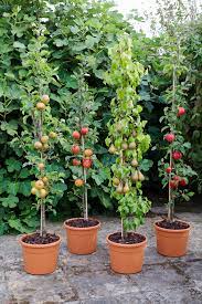 Many banana varieties grow well in pots and can also withstand temperature drops. Growing Fruit Trees In Containers