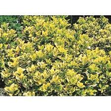 Birds love to come and feast on the berries. 3 43 Gallon Golden Euonymus L3159 Rounded Evergreen Shrub Showy Gold Edged Leaves Tolerates Heat And Poor Soi Shrubs Golden Euonymus Heat Tolerant Plants