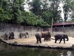 Taiping zoo located at the lake gardens in taiping, is the only zoo in the north of peninsular malaysia. Elephants Gajah Taiping Fun Places For Kids Zoo
