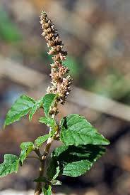 Image result for Amaranthus deflexus