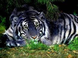 Maltese Tiger Its Has A Blue Toned Coat Fur Real Rare Cats Rare Animals Animals
