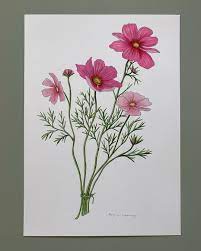Made This Cosmos Flower I Think I Ll Put Them In My Vegetable Garden This Year Cosmos Flowers W Cosmos Flowers Flower Painting Garden Illustration