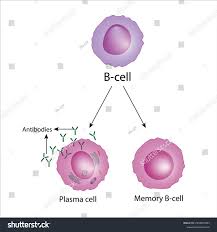 Image result for B-Lymphocyte