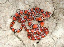 We saw a solid white snake with black spots above each eye.it looks like a black racer. Facts About Milk Snakes Live Science