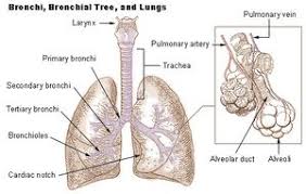 When any foreign particle enters the respiratory system then it irritates the respiratory epithelium and sends a signal to the brain through. Which Four Body Systems Interact To Allow A Person To Sneeze Quizlet 10 7 Homeostasis And Feedback Biology Libretexts Which Four Body Systems Interact To Allow A Person To Sneeze