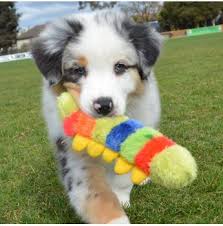 Maybe you would like to learn more about one of these? Registered Australian Shepherd Dog Breeders Australia