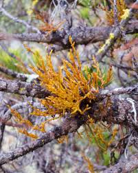 Image result for Viscaceae