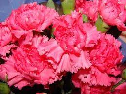 Flowers Around The World The National Flower Every Country B Flowers Dianthus Caryophyllus Carnations