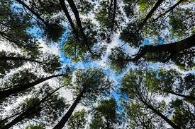 Kalau melihat lukisan yang satu ini pikiran dan hati akan terasa nyaman dan sejuk. Rahasia Alam Semesta Pemandangan Unik Kanopi Hutan Itu Crown Shyness Halaman All Kompas Com