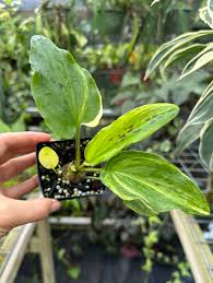 Image result for Drimiopsis maculata