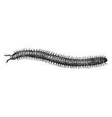 Centipedes and millipedes can easily be distinguished by counting the legs on each body segment: Millipede Vector Images Over 270