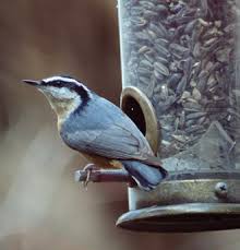 Birds Native To Indiana Blue Birds In Indiana Yahoo Image Search Results Blue Bird Birds Image