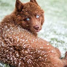 Maybe you would like to learn more about one of these? Ultra Rare Chocolate Brown Siberian Husky Might Be The Most Beautiful Dog On Instagram Today
