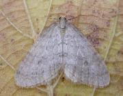 Image result for Operophtera fagata