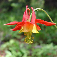 Image result for Aquilegia pompom mix
