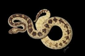 Image result for Erythrococca atrovirens