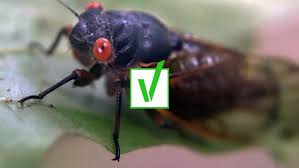 The cicadas (/sɪˈkɑːdə/ or /sɪˈkeɪdə/) are a superfamily, the cicadoidea, of insects in the order hemiptera (true bugs). You Can Eat Brood X Cicadas And So Can Your Dog Thv11 Com