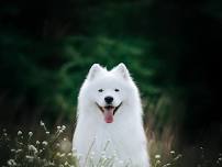 Top Dog Film Festival 2026