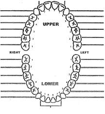 71 Correct Dental Tooth Numbering