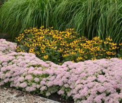 To help you decide what to include in your landscape plan, we have plenty of tips, sample designs, and ideas to get you. 10 Easy Foundation Plants For The Front Of Your House Proven Winners