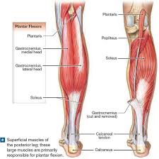 Tutorials and quizzes on muscles that act on the leg/ leg muscles (tibia & fibula), using interactive animations and labeled diagrams. Diagram Of Gastrocnemius Emg Afterburner Wiring Diagram Begeboy Wiring Diagram Source