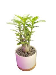 Image result for Pterodiscus aurantiacus