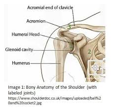 Editor · aug 6, 2017 ·. Shoulder Injuries Rotator Cuff Robert Fronjian