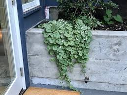 Check spelling or type a new query. 7 Good Trailing Plants For Walls