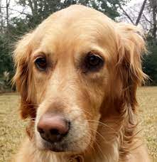 We did not find results for: Harper Lee Thek9harperlee Page 33