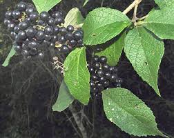 Image result for Uvaria acuminata