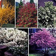 Blutenhecke Bestehend Aus Je 1 Strauch Der Sorte Maiblumenstrauch Weiss Bluhend Goldglockchen Gelb Bluhend Zierjohan Maiblumenstrauch Blutenhecke Zierkirsche