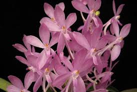 Image result for Bulbophyllum encephalodes