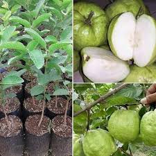 Jual bibit buah.com merupakan platform penjualan tanaman bibit buah berkualitas dengan harga yang murah sehingga terjangkau semua orang. Jual Bibit Tanaman Pohon Jambu Kristal Hasil Okulasi Cangkok Jaminan Asli Kota Kediri Fajar Bibit Id Tokopedia
