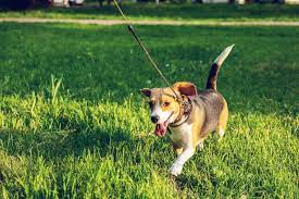 My Dog Has Diarrhea What S Causing It Wild Earth