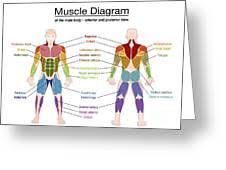 When a muscle is activated it contracts, making itself shorter and thicker, thereby pulling its ends closer. Muscle Diagram Male Body Names Digital Art By Peter Hermes Furian