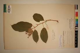 Image result for Clerodendrum capitatum