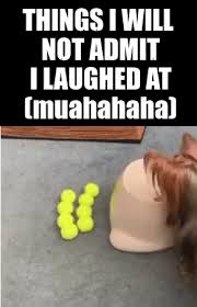 19 Fresh Dog And Cats Lol Pics You Need To See Now Christmas Memes Funny Funny Christmas Pictures Dog Quotes Funny