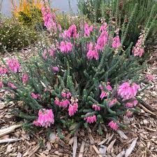 Image result for Erica evansii