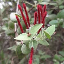 Image result for Englerina