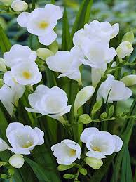 Not only that, but the flowers bloom along the top side of the stalk, facing upwards, making. Buy White Freesia Flower Bulbs Set Of 10 For Men Online At Best Price Kraft Seeds
