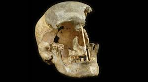 Europe's ancient humans often hooked up with Neandertals